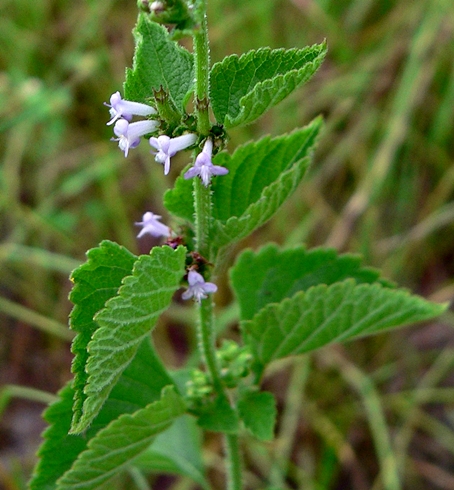{Cantinoa mutabilis}